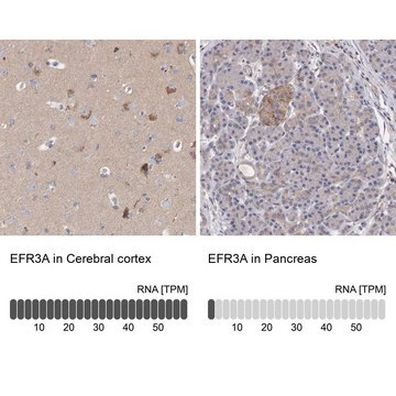 Anti-EFR3A antibody produced in rabbit Prestige Antibodies&#174; Powered by Atlas Antibodies, affinity isolated antibody, buffered aqueous glycerol solution, Ab2