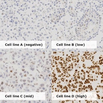 Estrogen Receptor Analyte ControlDR Cell line controls for immunohistochemistry and in situ hybridization