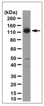 Anti-Exportin-1/CRM1 Antibody serum, from rabbit