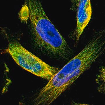 Anti-TMEM132C antibody produced in rabbit Prestige Antibodies&#174; Powered by Atlas Antibodies, affinity isolated antibody, buffered aqueous glycerol solution