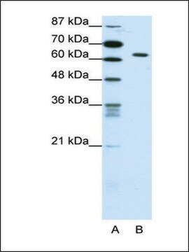 Anti-SMAD1 (AB1) antibody produced in rabbit IgG fraction of antiserum