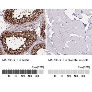 Anti-MARCKSL1 antibody produced in rabbit Prestige Antibodies&#174; Powered by Atlas Antibodies, affinity isolated antibody, buffered aqueous glycerol solution