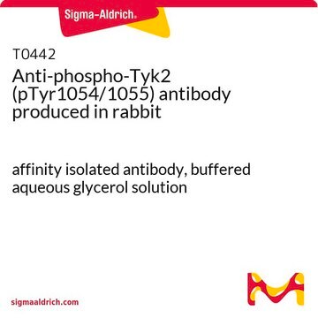 Anti-phospho-Tyk2 (pTyr1054/1055) antibody produced in rabbit affinity isolated antibody, buffered aqueous glycerol solution