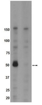 Anti-phospho-Brk (Tyr342) Antibody Upstate&#174;, from rabbit