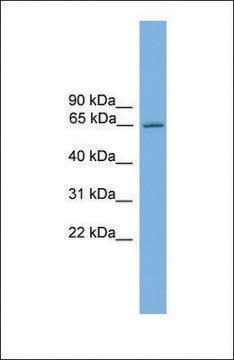 Anti-NR4A3, (C-terminal) antibody produced in rabbit affinity isolated antibody