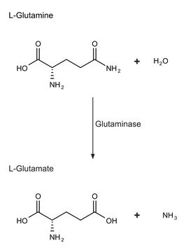 Glutaminase from Escherichia coli Grade V, lyophilized powder, 50-200&#160;units/mg protein