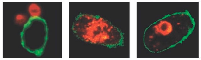 LookOut&#174; Mycoplasma qPCR Detection Kit