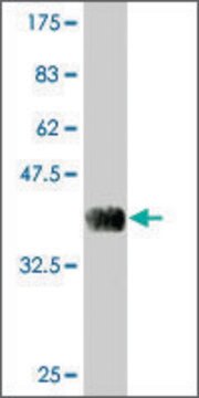 Monoclonal Anti-PRSS27 antibody produced in mouse clone 6F11, purified immunoglobulin, buffered aqueous solution