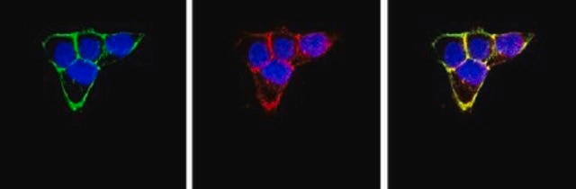 Anti-Integrin &#946;1 Antibody, clone 6S6 clone 6S6, Chemicon&#174;, from mouse