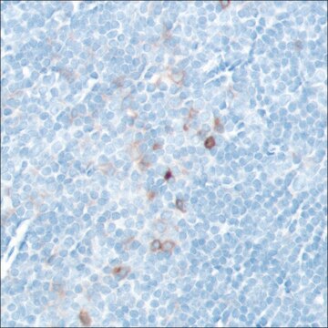 Anti-CD25 antibody, Rabbit monoclonal clone SP176, recombinant, expressed in proprietary host, affinity isolated antibody