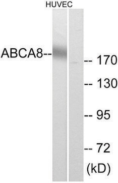 Anti-ABCA8 antibody produced in rabbit affinity isolated antibody