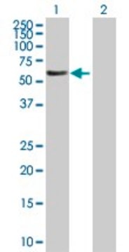 Anti-FBXL6 antibody produced in mouse purified immunoglobulin, buffered aqueous solution