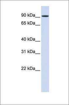 Anti-HSPH1 antibody produced in rabbit affinity isolated antibody