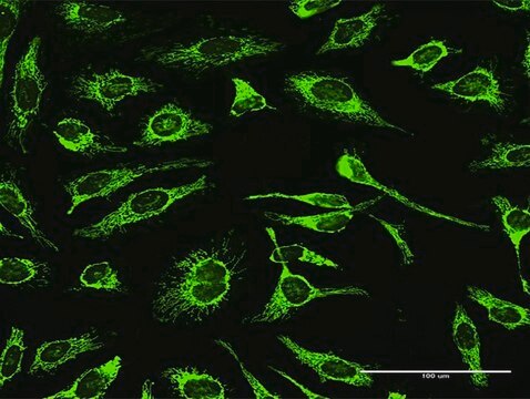 Anti-TRAP1 antibody produced in rabbit purified immunoglobulin, buffered aqueous solution