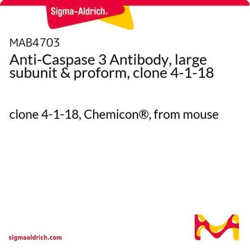 Anti-Caspase 3 Antibody, large subunit &amp; proform, clone 4-1-18 clone 4-1-18, Chemicon&#174;, from mouse