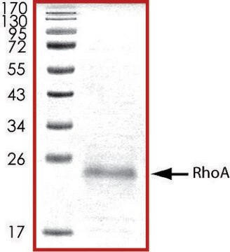 RhoA, His tagged human recombinant, expressed in E. coli, &#8805;70% (SDS-PAGE), buffered aqueous glycerol solution