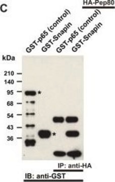 Monoclonal Anti-Glutathione-S-Transferase (GST) antibody produced in mouse clone GST-2, ascites fluid