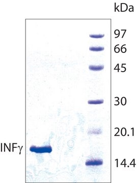 Interferon-&#947; human recombinant, expressed in E. coli, &#8805;98% (SDS-PAGE), lyophilized powder, suitable for cell culture