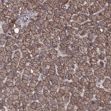 Anti-PCDH17 antibody produced in rabbit Prestige Antibodies&#174; Powered by Atlas Antibodies, affinity isolated antibody, buffered aqueous glycerol solution