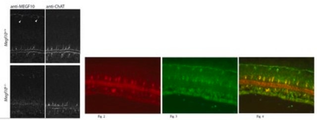 Anti-Megf10 Antibody from rabbit, purified by affinity chromatography