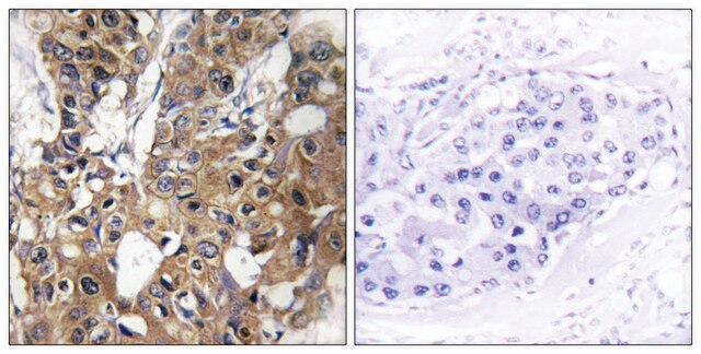 Anti-CD9 antibody produced in rabbit affinity isolated antibody