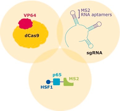 Human Whole Genome SAM CRISPRa Pooled Lentiviral Library Kit Puro