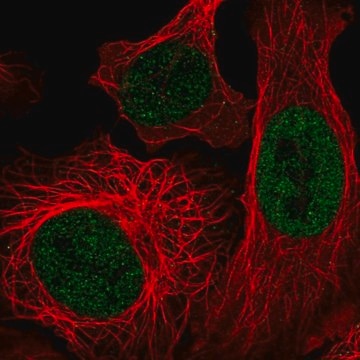 Anti-EP400 antibody produced in rabbit Prestige Antibodies&#174; Powered by Atlas Antibodies, affinity isolated antibody