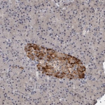 Anti-RC3H1 antibody produced in rabbit Prestige Antibodies&#174; Powered by Atlas Antibodies, affinity isolated antibody, buffered aqueous glycerol solution, ab1