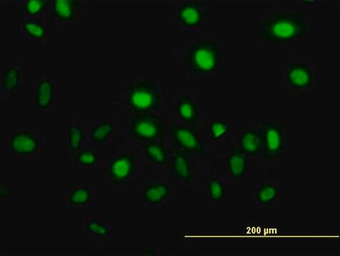 Monoclonal Anti-VAV1 antibody produced in mouse clone 9C1, purified immunoglobulin, buffered aqueous solution