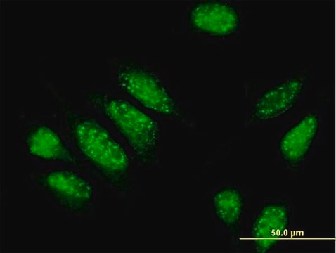 Anti-PDE4DIP antibody produced in mouse purified immunoglobulin, buffered aqueous solution