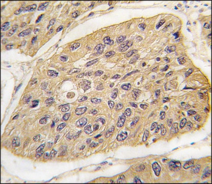 Anti-OLFM1 (N-term) antibody produced in rabbit IgG fraction of antiserum, buffered aqueous solution