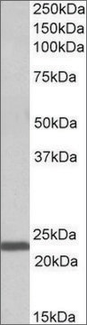 Anti-IL15 antibody produced in goat affinity isolated antibody, buffered aqueous solution