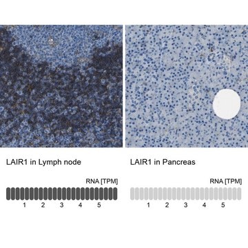 Anti-LAIR1 antibody produced in rabbit Prestige Antibodies&#174; Powered by Atlas Antibodies, affinity isolated antibody, buffered aqueous glycerol solution