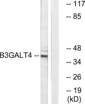 Anti-B3GALT4 antibody produced in rabbit affinity isolated antibody