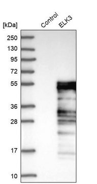 Anti-ELK3 antibody produced in rabbit Prestige Antibodies&#174; Powered by Atlas Antibodies, affinity isolated antibody, buffered aqueous glycerol solution