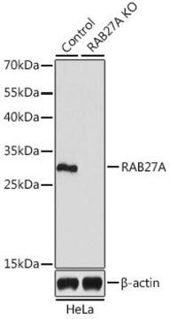 Anti-RAB27A antibody produced in rabbit