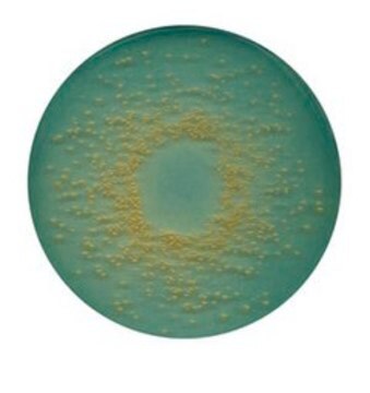 CLED Agar suitable for microbiology, NutriSelect&#174; Plus