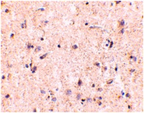 Anti-IRGM Antibody from rabbit, purified by affinity chromatography