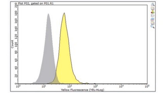 Anti-Caspase-8 Antibody, clone 3B10 clone 3B10, from rat