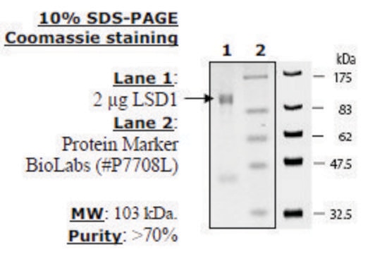 LSD1 Active human recombinant, expressed in E. coli, &#8805;70% (SDS-PAGE)