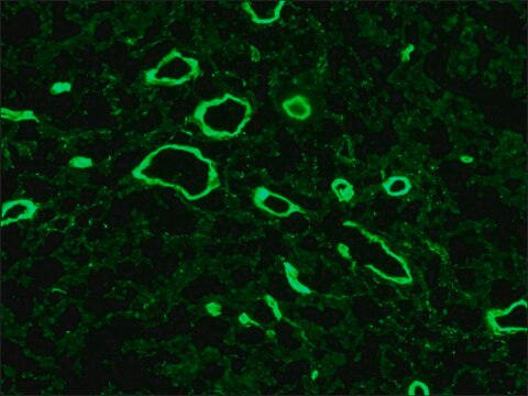 Monoclonal Anti-Collagen, Type VII antibody produced in mouse clone LH7.2, ascites fluid