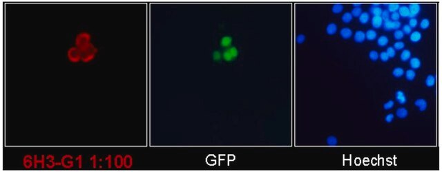 Anti-SARS-CoV-2 nucleocapsid Antibody, clone 6H3-G1