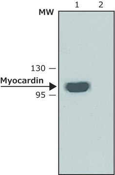 Anti-Myocardin antibody produced in rabbit affinity isolated antibody