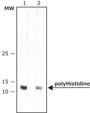 Anti-polyHistidine&#8722;Peroxidase antibody, Mouse monoclonal clone HIS-1, purified from hybridoma cell culture