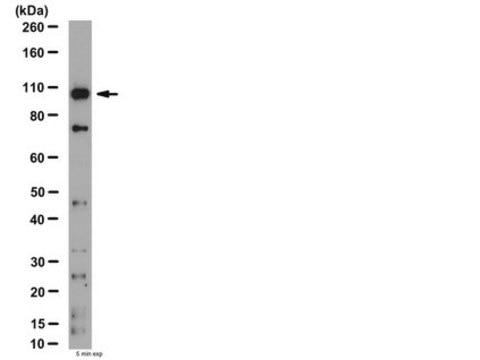 Anti-MMP-9 Antibody, NT from rabbit, purified by affinity chromatography