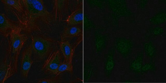 Anti-Partitioning-defective 3 Antibody, Alexa Fluor&#8482; 488 Conjugate from rabbit, ALEXA FLUOR&#8482; 488