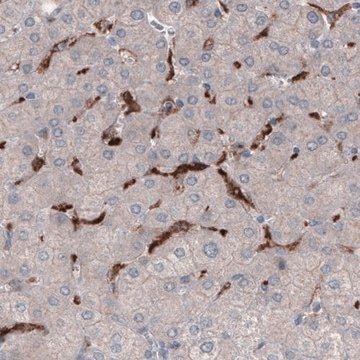 Monoclonal Anti-FCGRT antibody produced in mouse Prestige Antibodies&#174; Powered by Atlas Antibodies, clone CL3638, purified immunoglobulin, buffered aqueous glycerol solution