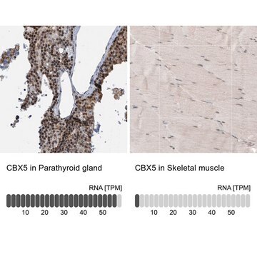 Anti-CBX5 antibody produced in rabbit Prestige Antibodies&#174; Powered by Atlas Antibodies, affinity isolated antibody, buffered aqueous glycerol solution