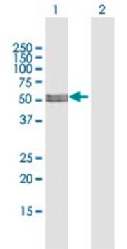 Anti-MLYCD antibody produced in rabbit purified immunoglobulin, buffered aqueous solution