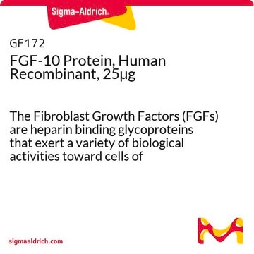 FGF-10 Protein, Human Recombinant, 25&#181;g The Fibroblast Growth Factors (FGFs) are heparin binding glycoproteins that exert a variety of biological activities toward cells of mesenchymal, neuronal &amp; epithelial origin.